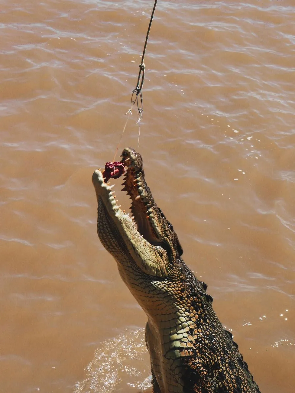 Do Jumping Crocodile Cruise Operators Charge Different Prices