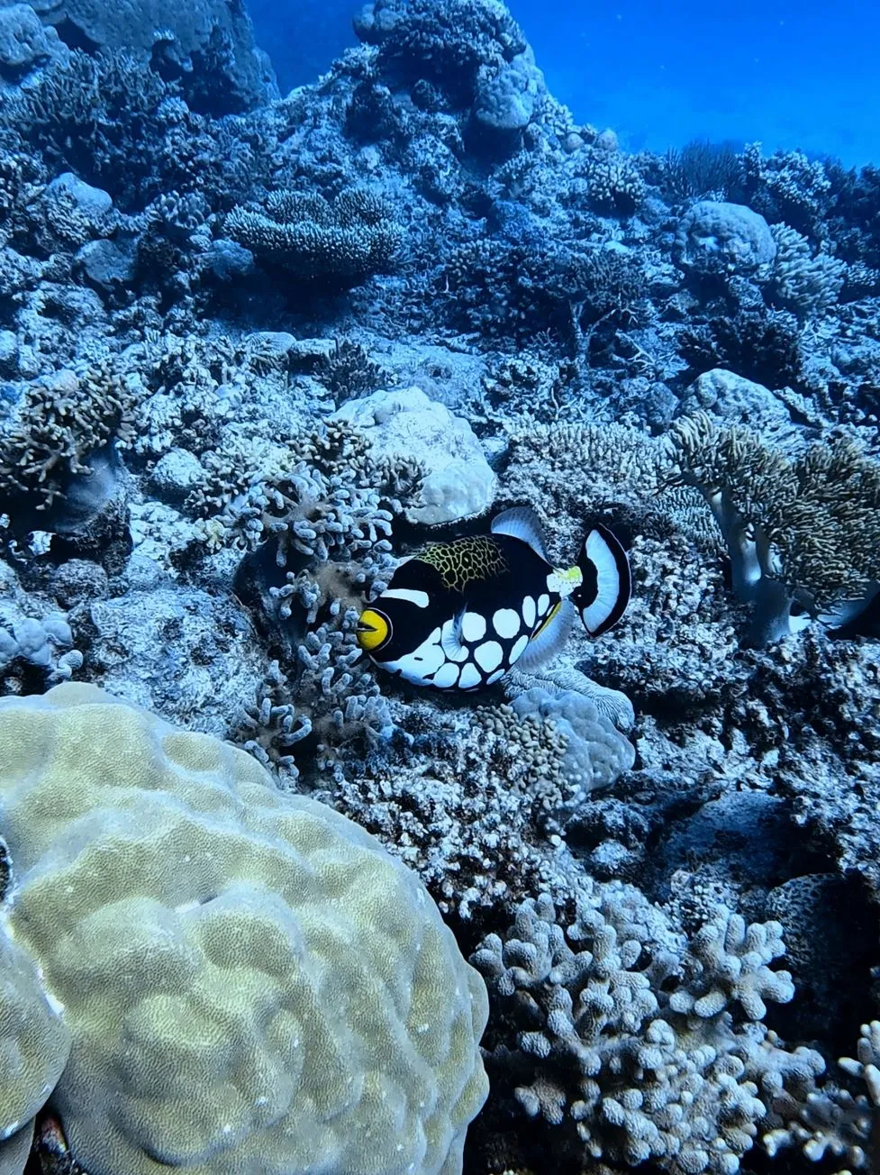 What Native Tribes Are In The Great Barrier Reef